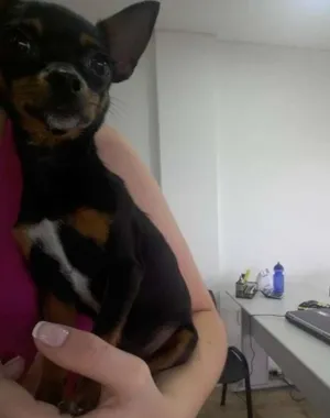 Cachorro raça PINSCHER idade 3 anos nome JUJUBA