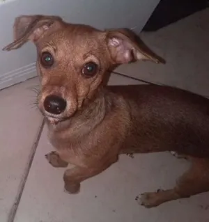 Cachorro raça Vira lata ele é bem pequeno e não cresce mais  idade 7 a 11 meses nome Dug