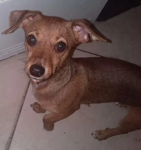 Cachorro ra a Vira lata ele é bem pequeno e não cresce mais  idade 7 a 11 meses nome Dug