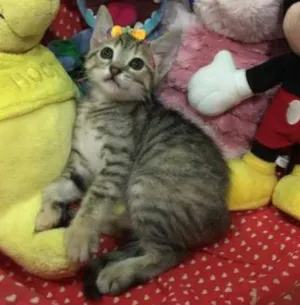 Gato raça SRD idade 2 a 6 meses nome Leona