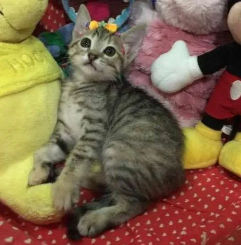 Gato ra a SRD idade 2 a 6 meses nome Leona