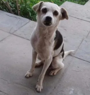 Cachorro raça vira-lata  idade 6 ou mais anos nome Moa