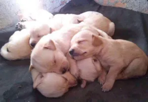 Cachorro raça Labrador idade Abaixo de 2 meses nome Ainda não tem