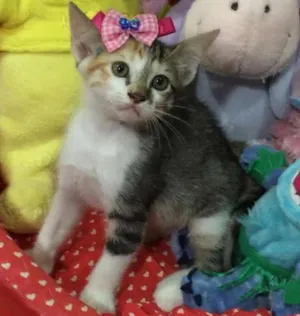 Gato raça SRD idade 2 a 6 meses nome Babi