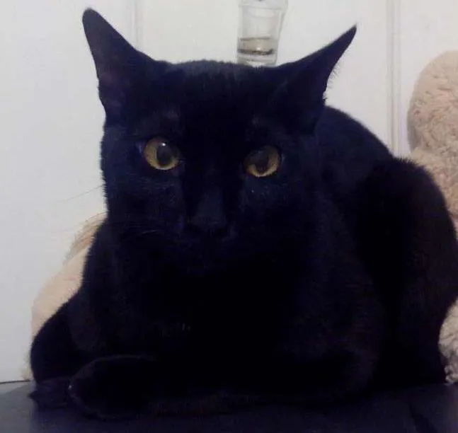 Gato ra a  idade 7 a 11 meses nome Careca