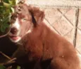 Peludinha