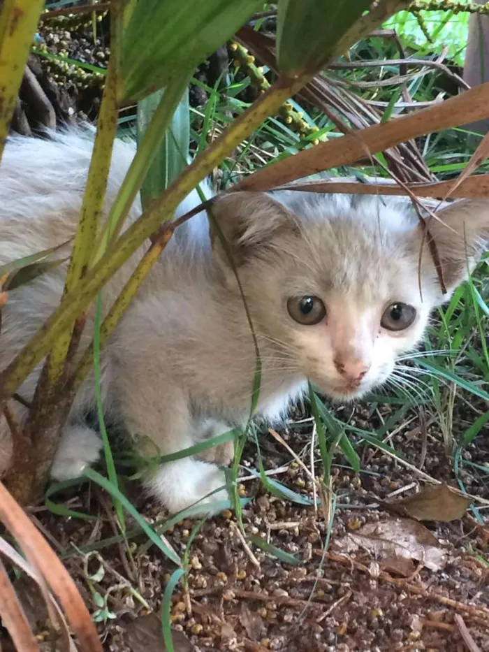 Gato ra a  idade Abaixo de 2 meses nome Sem nome