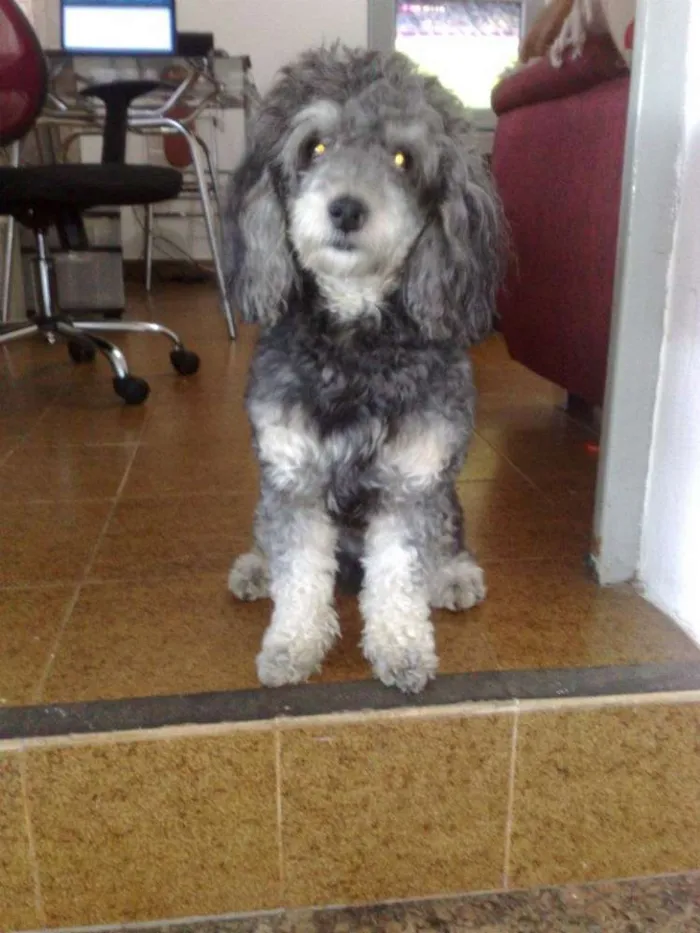 Cachorro ra a Poodle idade 6 ou mais anos nome Sony