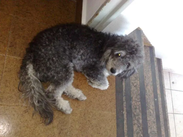 Cachorro ra a Poodle idade 6 ou mais anos nome Sony