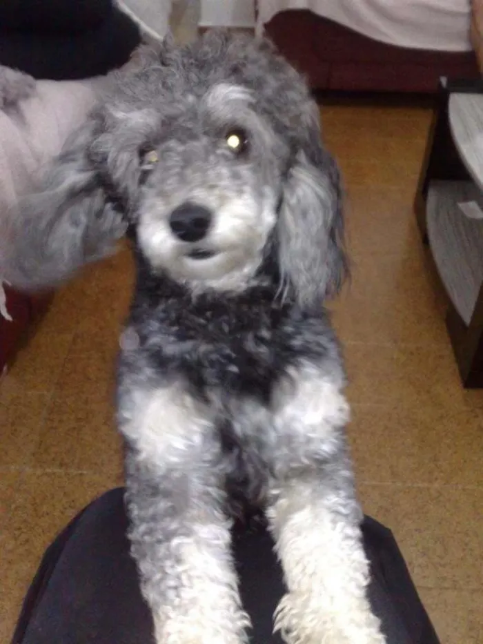 Cachorro ra a Poodle idade 6 ou mais anos nome Sony