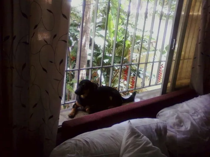 Cachorro ra a Pinscher idade 4 anos nome Boby