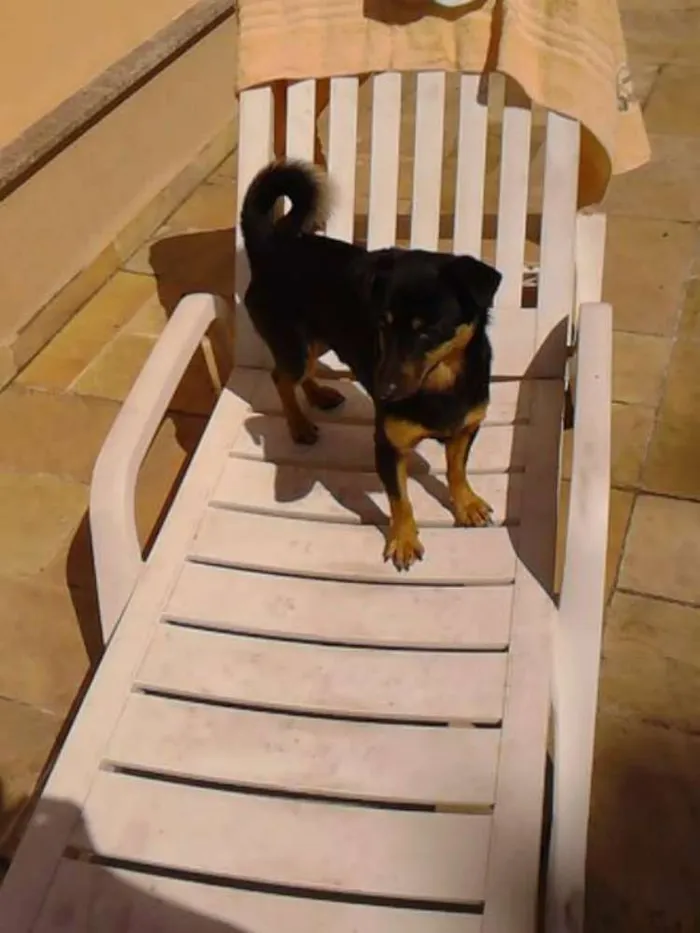 Cachorro ra a Pinscher idade 4 anos nome Boby