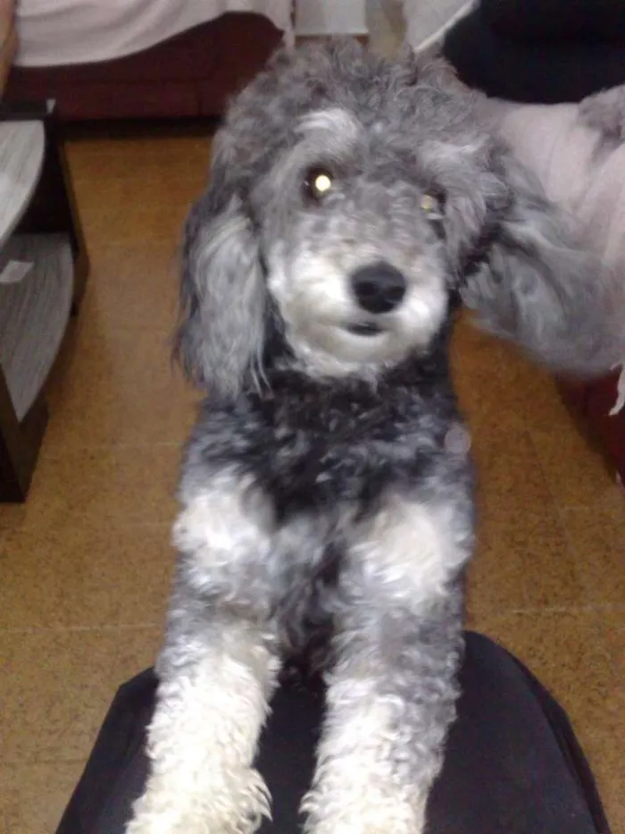 Cachorro ra a Pinscher idade 4 anos nome Boby