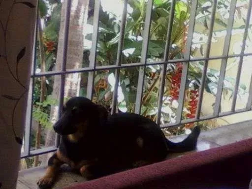 Cachorro ra a Pinscher idade 4 anos nome Boby