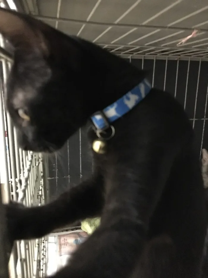 Gato ra a SRD idade 2 a 6 meses nome Benjamin 