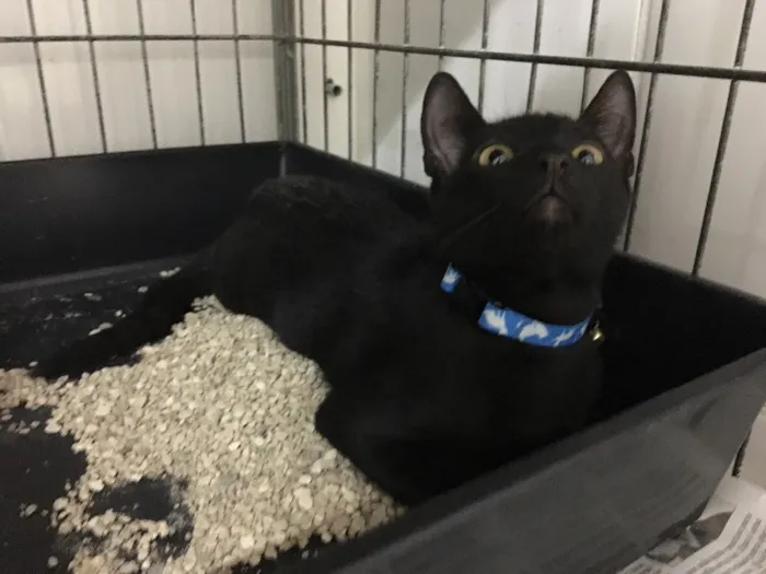 Gato ra a SRD idade 2 a 6 meses nome Benjamin 