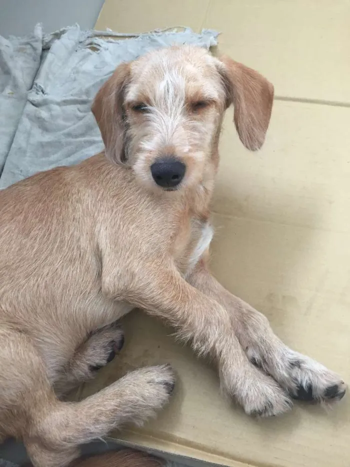 Cachorro ra a SRD idade 2 a 6 meses nome Amarelinha