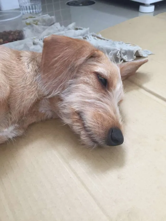 Cachorro ra a SRD idade 2 a 6 meses nome Amarelinha