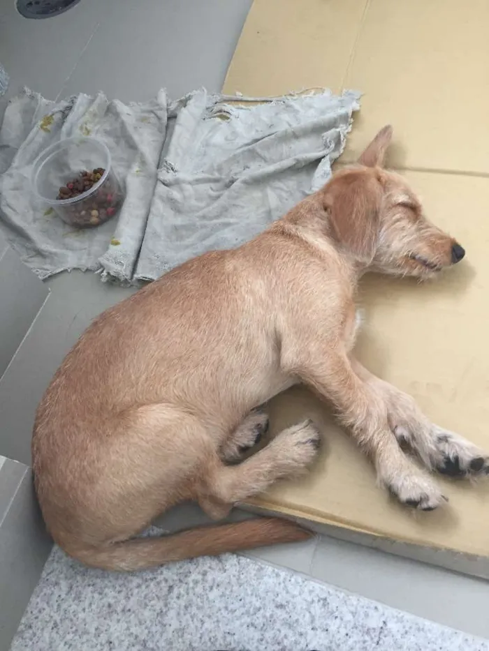 Cachorro ra a SRD idade 2 a 6 meses nome Amarelinha