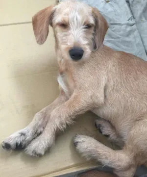 Cachorro raça SRD idade 2 a 6 meses nome Amarelinha