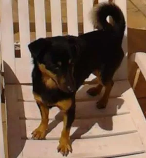 Cachorro raça Pinscher idade 4 anos nome Boby