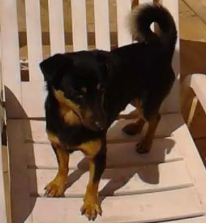 Cachorro ra a Pinscher idade 4 anos nome Boby