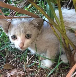 Gato raça  idade Abaixo de 2 meses nome Sem nome