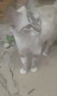 Mel