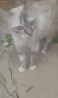 Mel