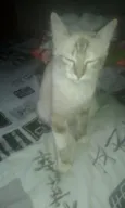 Mel