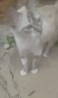 Mel