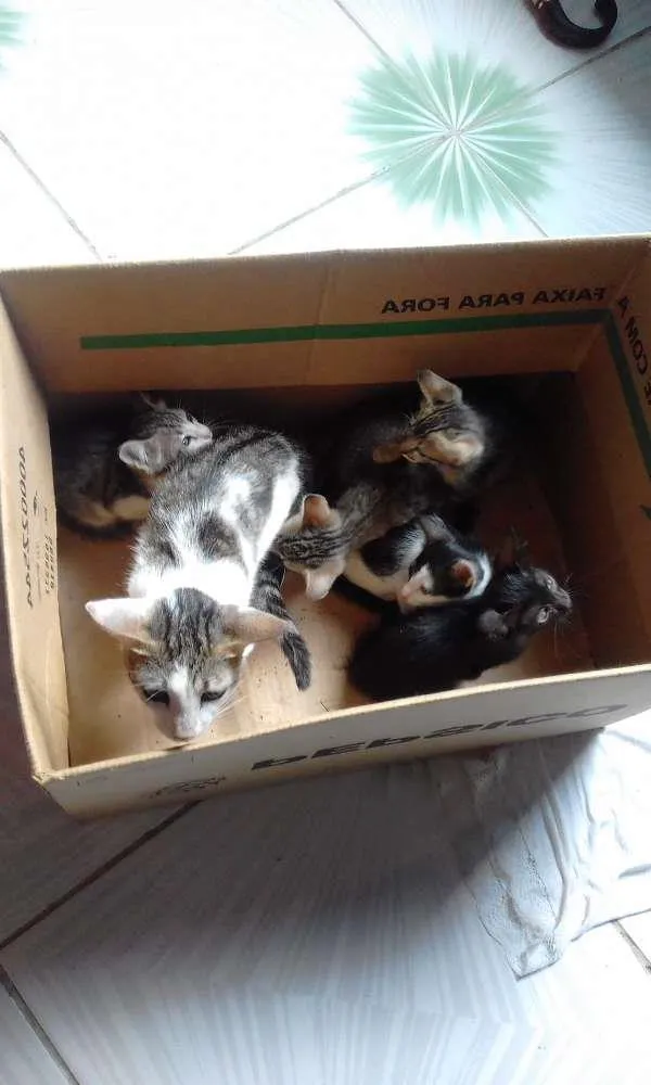 Gato ra a vira lata idade 1 ano nome Penélope
