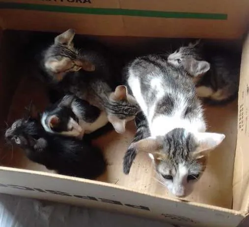 Gato ra a vira lata idade 1 ano nome Penélope