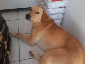 Cachorro raça labrador idade 2 anos nome saymon