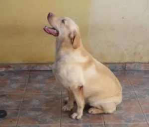 Cachorro raça labrador idade 2 a 6 meses nome link