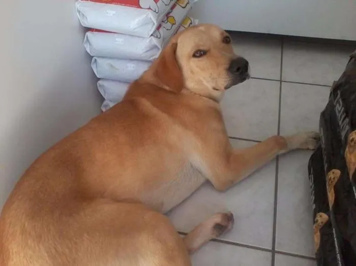 Cachorro raça labrador idade 2 anos nome saymon