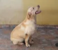 link