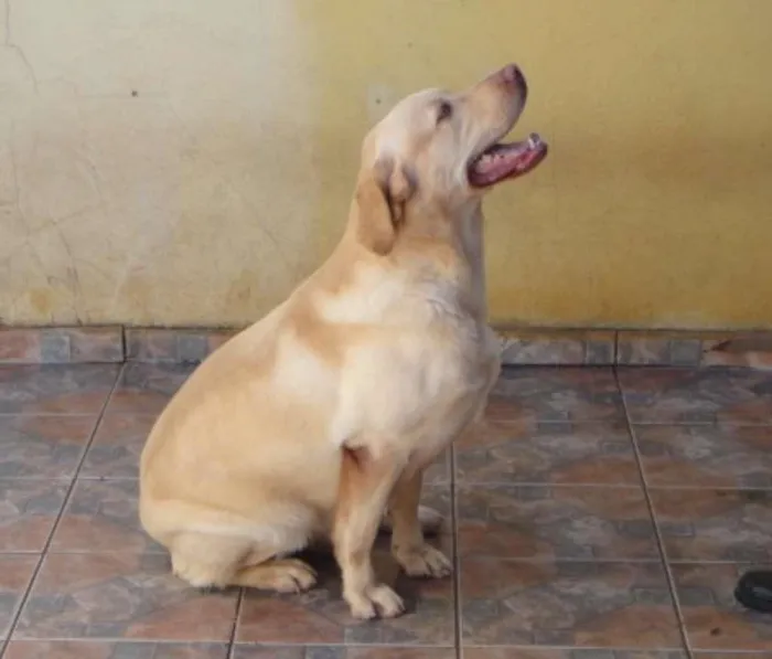 Cachorro raça labrador idade 2 a 6 meses nome link