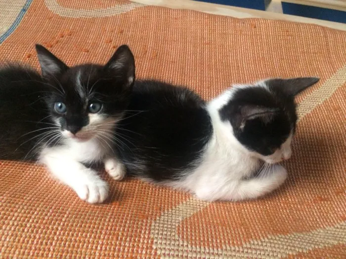 Gato ra a  idade Abaixo de 2 meses nome Nina e Laila 