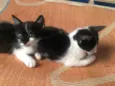 Nina e Laila