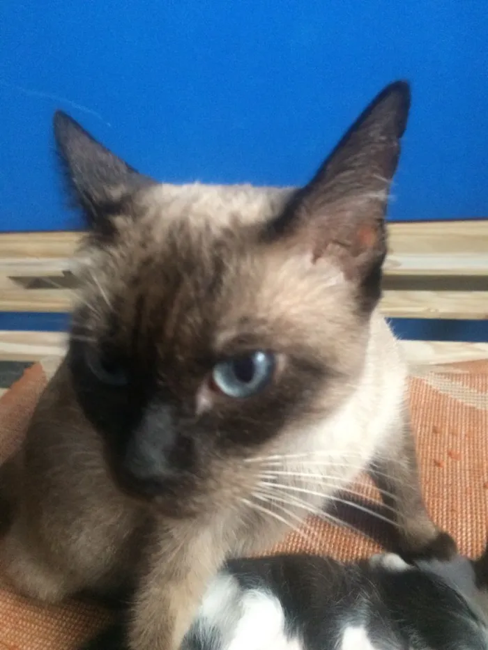 Gato ra a  idade 1 ano nome Bela