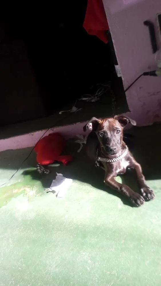 Cachorro raça Pinscher com Vira-lata idade 2 a 6 meses nome Peu