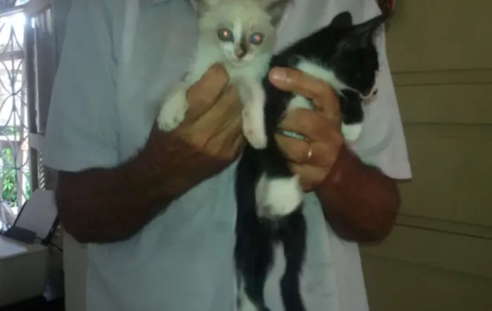 Gato raça  idade 2 a 6 meses nome Preta e Branca