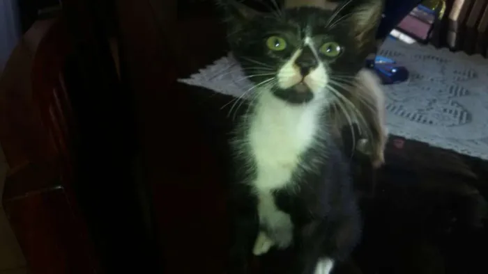 Gato raça  idade 2 a 6 meses nome Preta e Branca