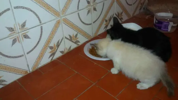Gato raça  idade 2 a 6 meses nome Preta e Branca