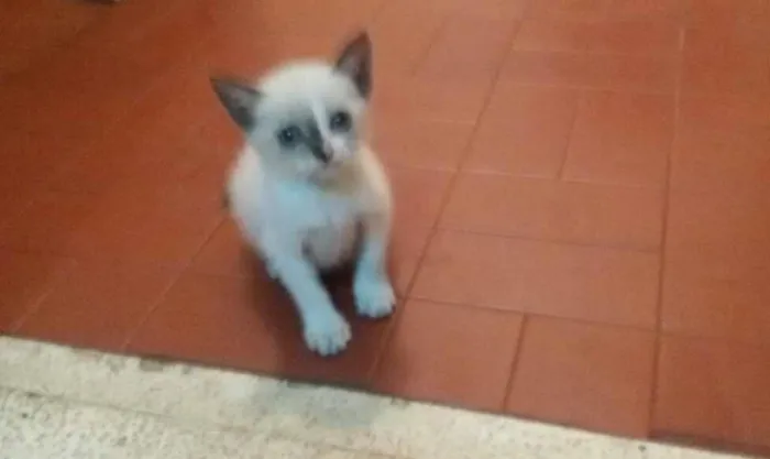 Gato raça  idade 2 a 6 meses nome Preta e Branca