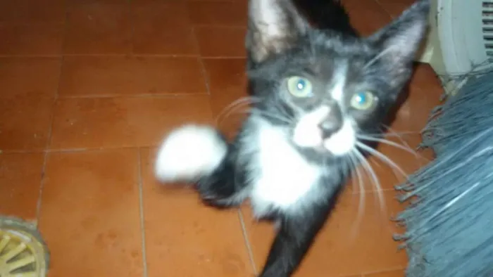 Gato raça  idade 2 a 6 meses nome Preta e Branca