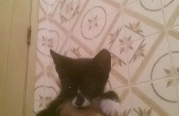 Gato raça  idade 2 a 6 meses nome Preta e Branca