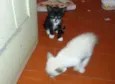 Preta e Branca