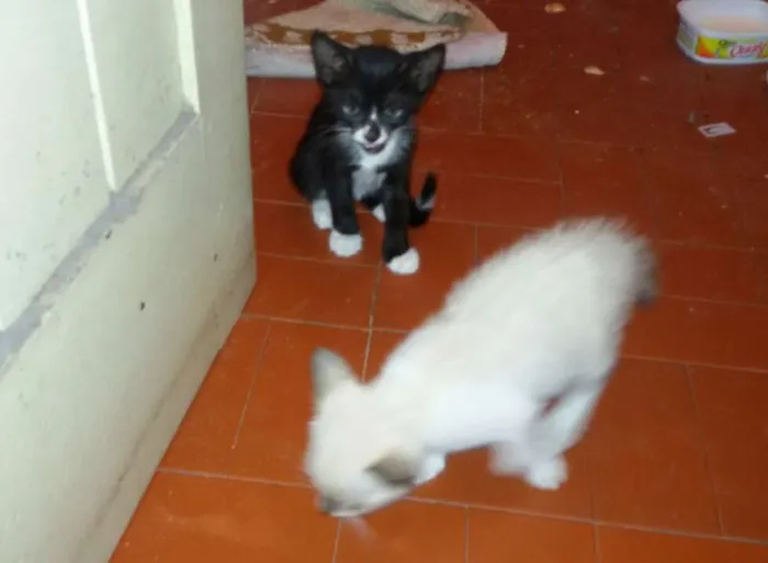 Gato raça  idade 2 a 6 meses nome Preta e Branca